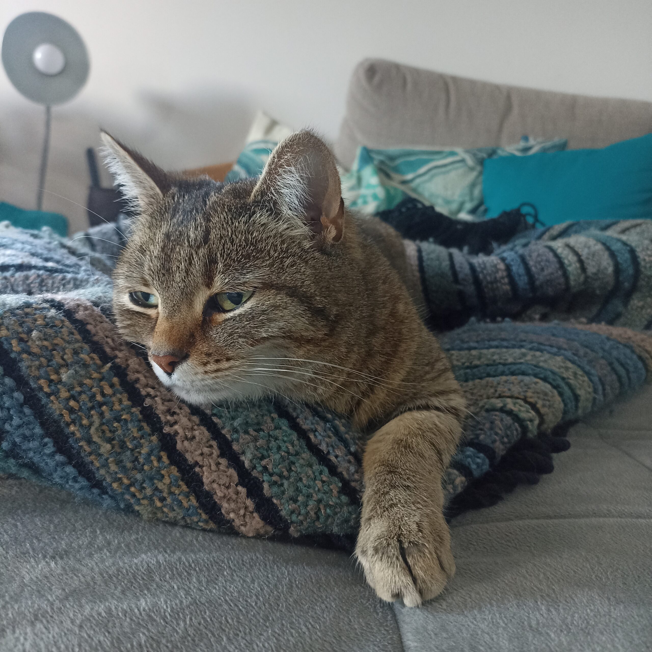 katze entspannt Tierhypnose Suedtirol katze